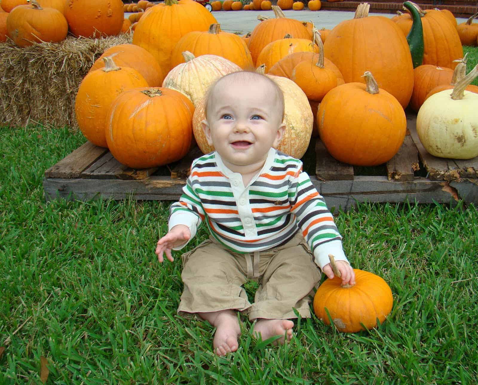 Hunting that perfect Pumpkin