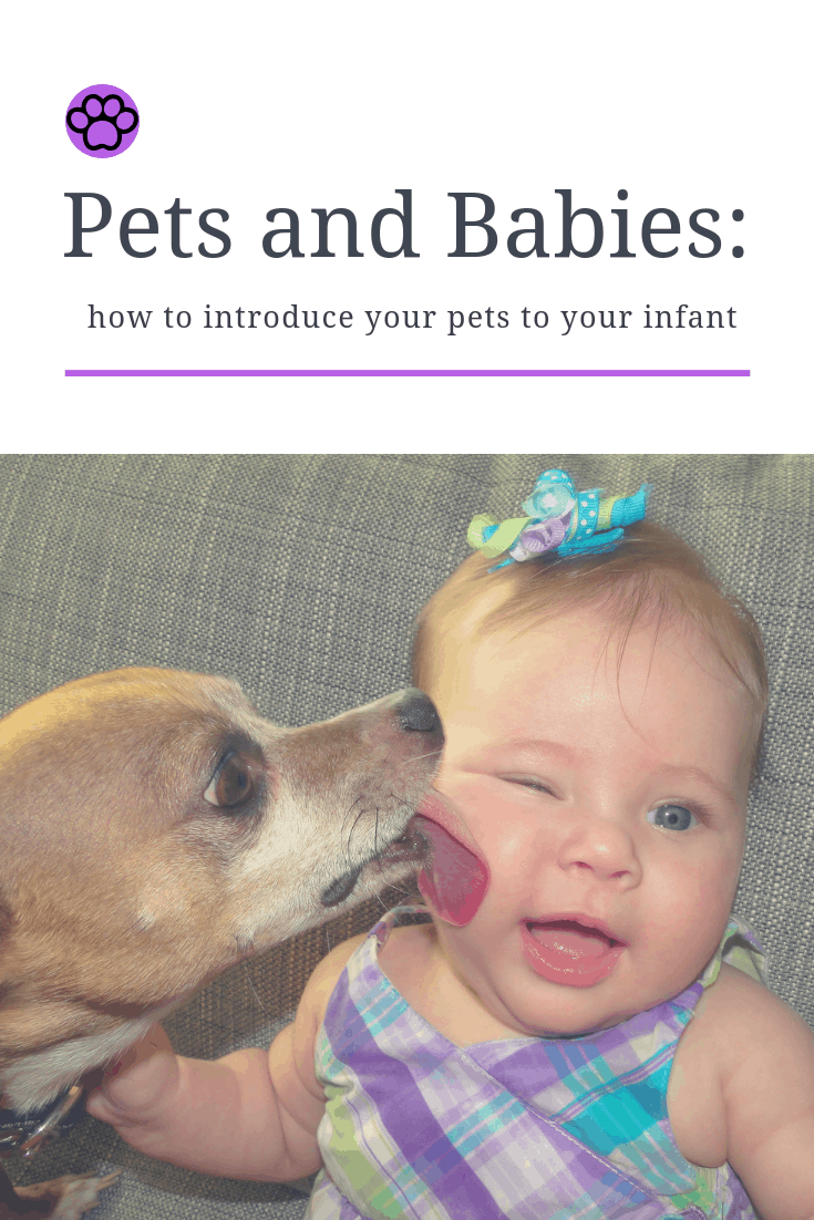introducing pets to new baby