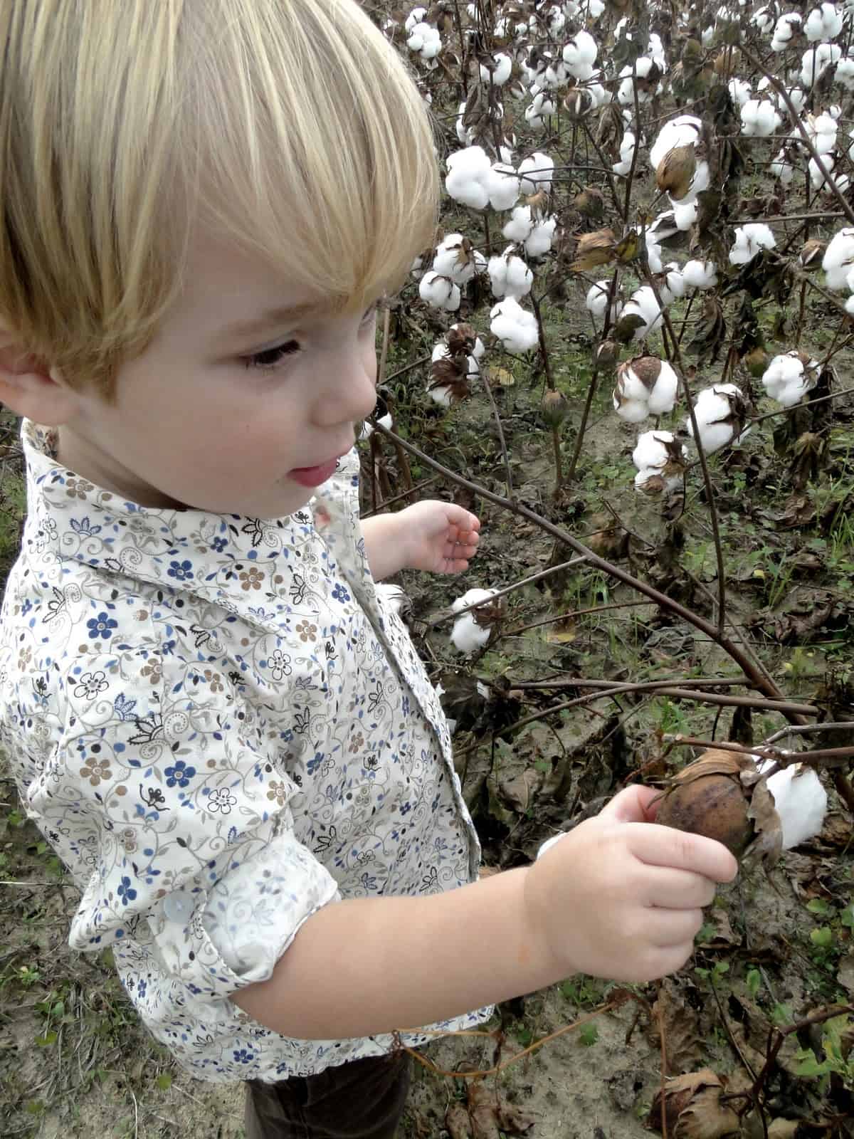 Cotton Field