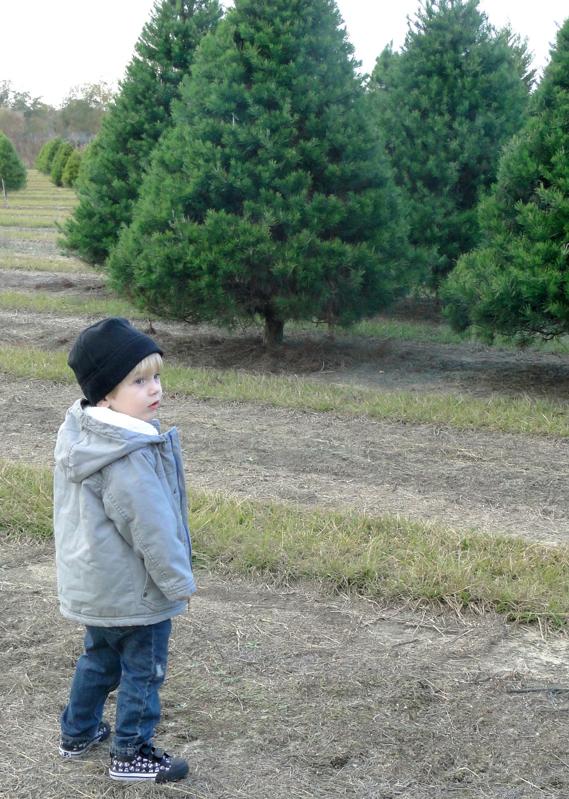 Picking out our Christmas Tree
