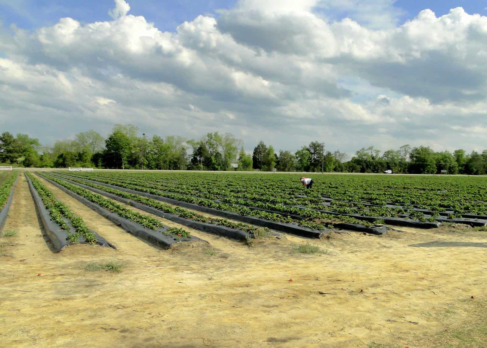 Strawberry Pickin’