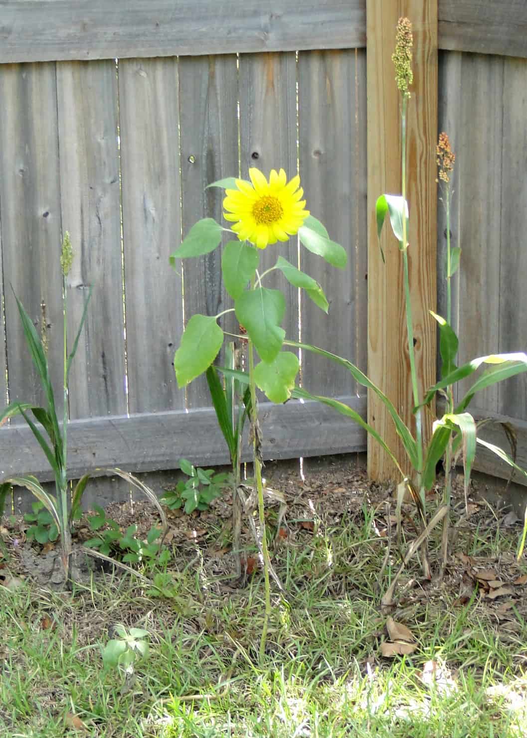 Sunflower