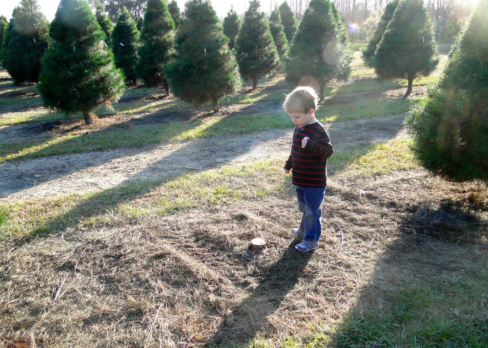 Christmas Tree Time!