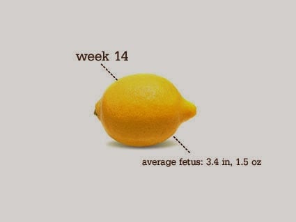 14 Weeks Pregnant!