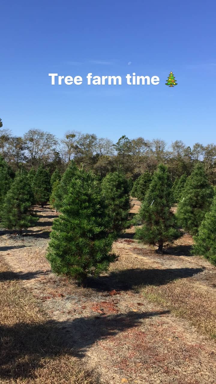 Christmas Tree Farm 2016