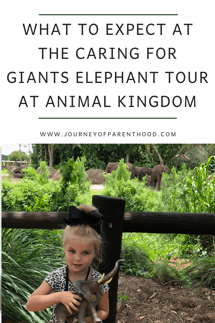 what to expect at the caring for giants elephant tour at animal kingdom