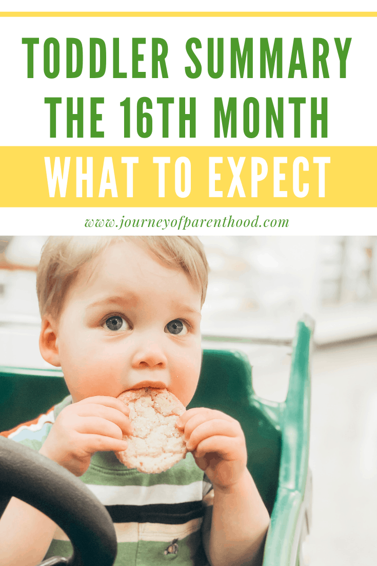 toddler summary the 16th month what to expect