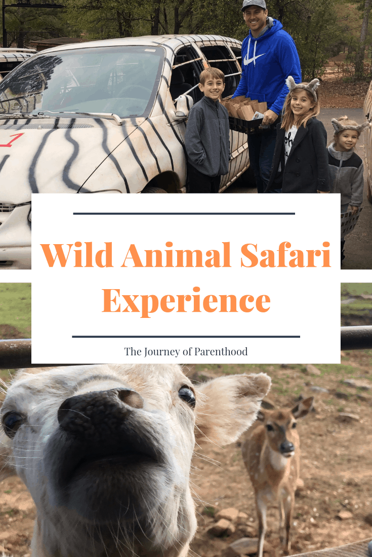 wild animal safari experience pin