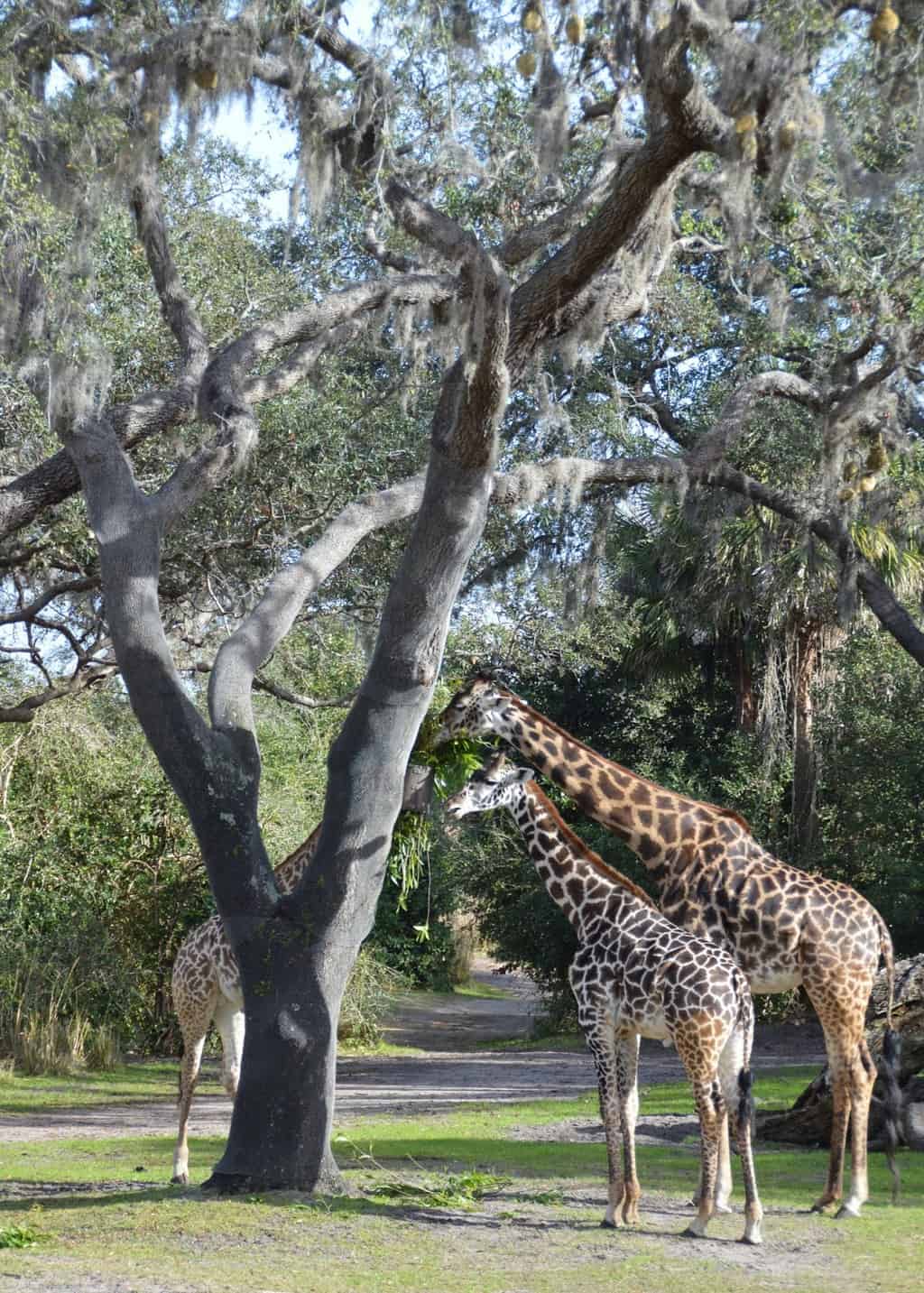 Kilimanjaro safaris