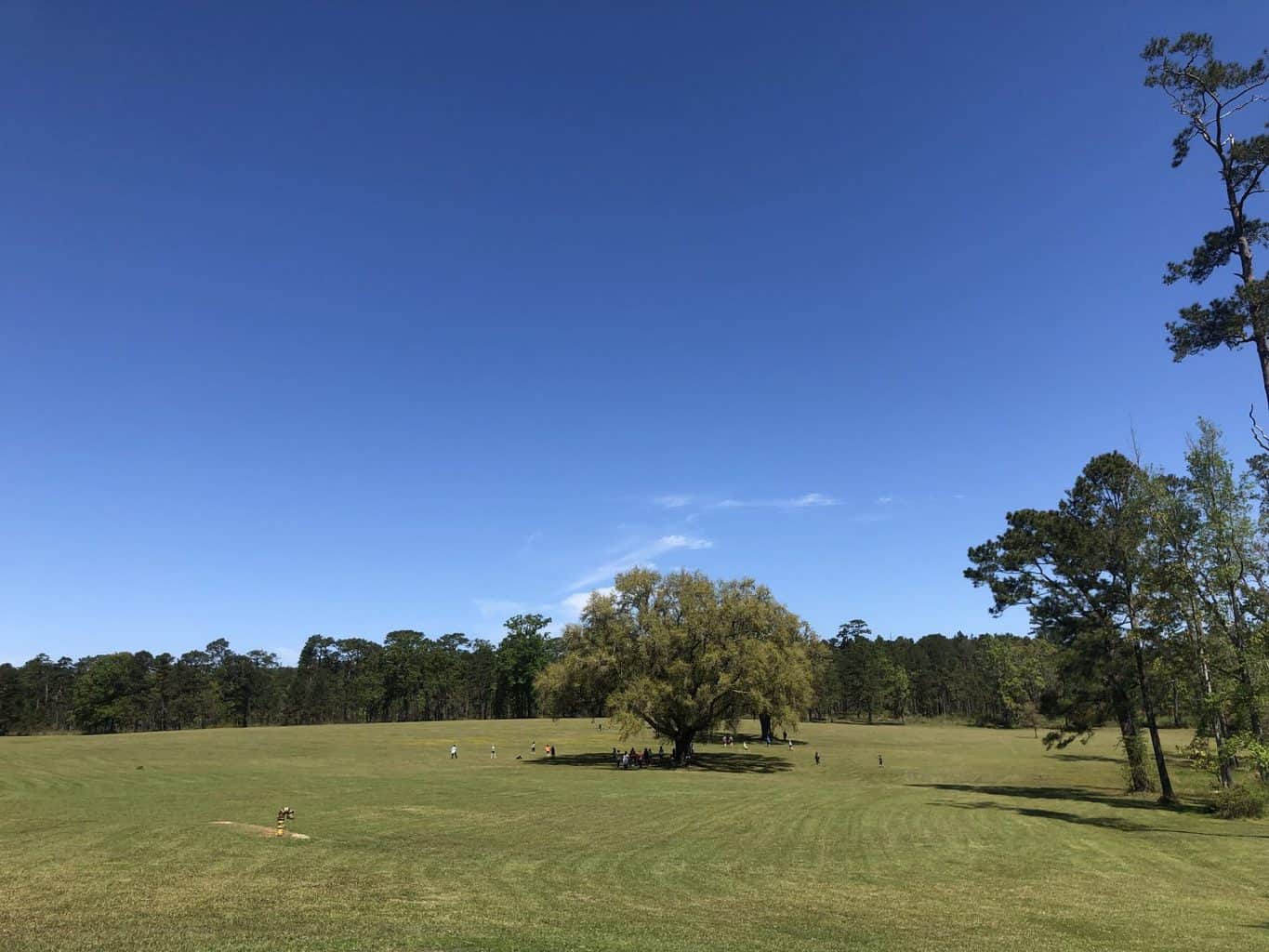 pebble hill plantation