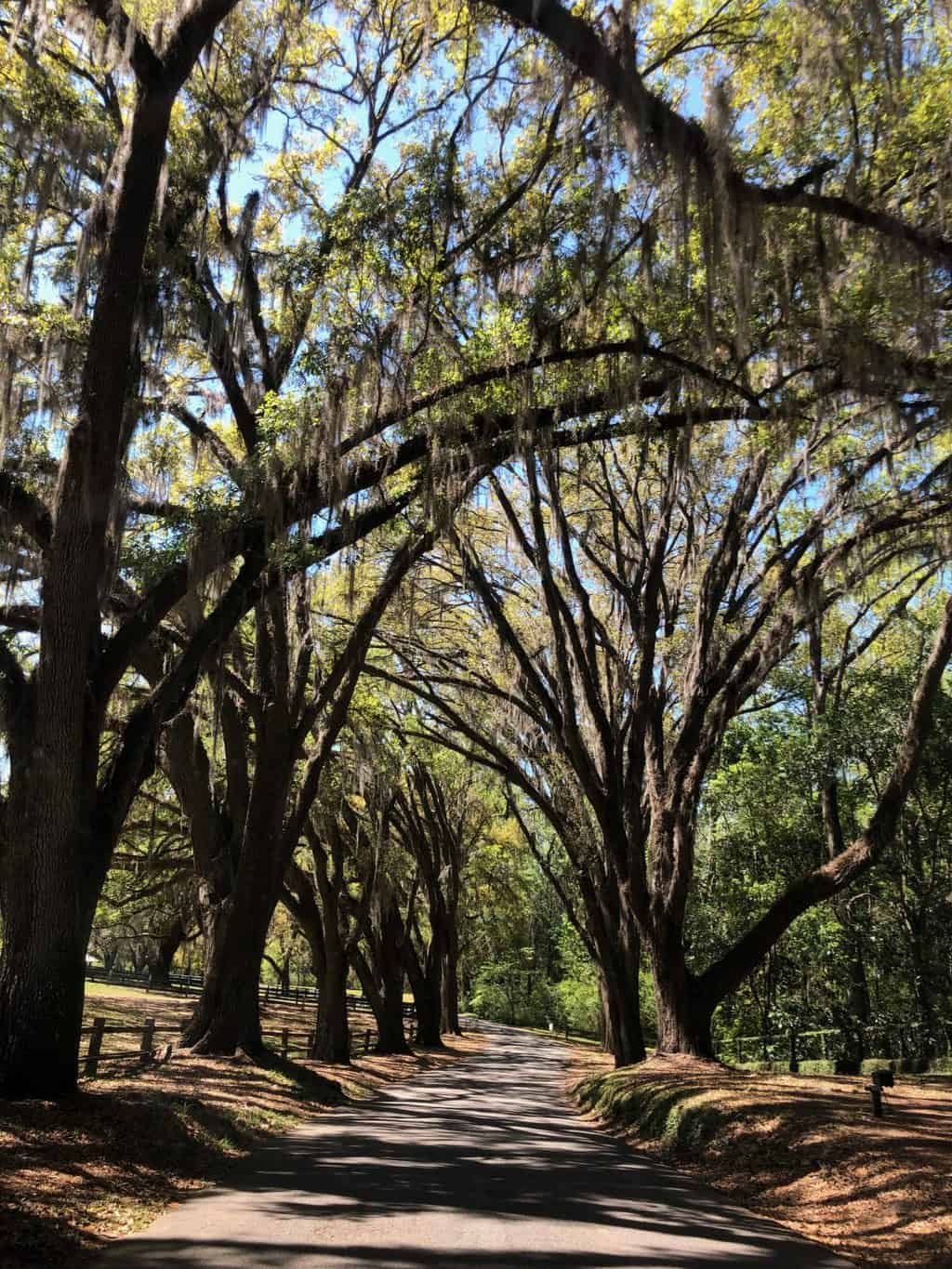 pebble hill plantation