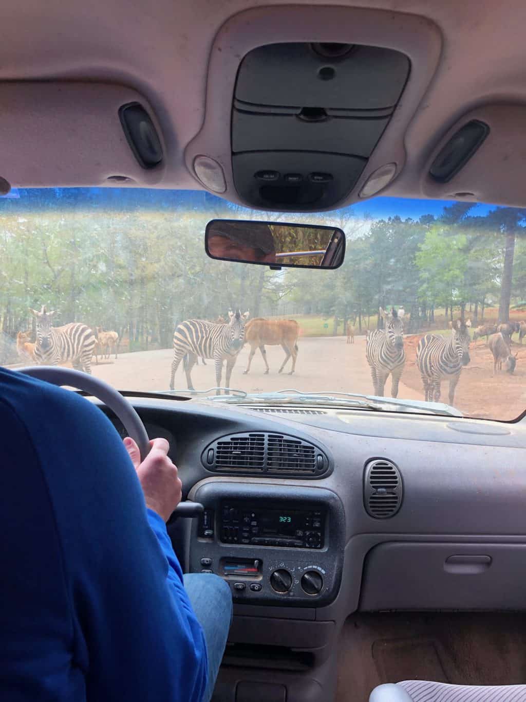 wild animal safari zebras