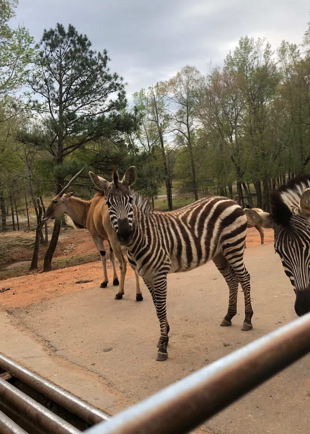 wild animal safari zebras