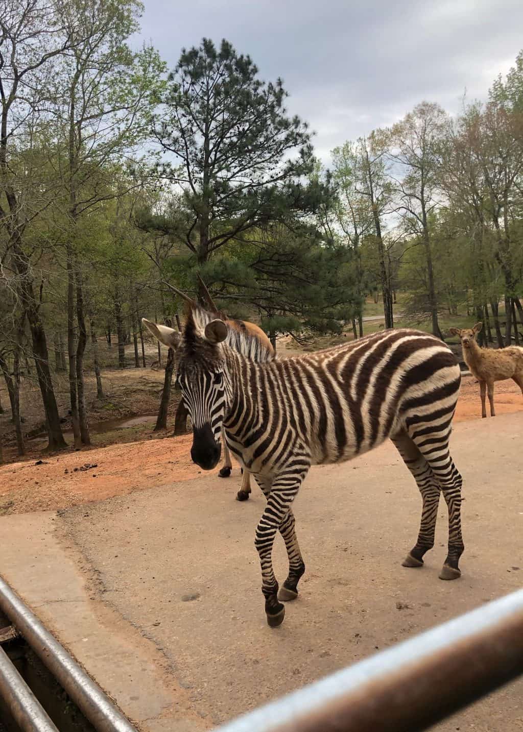 wild animal safari zebras