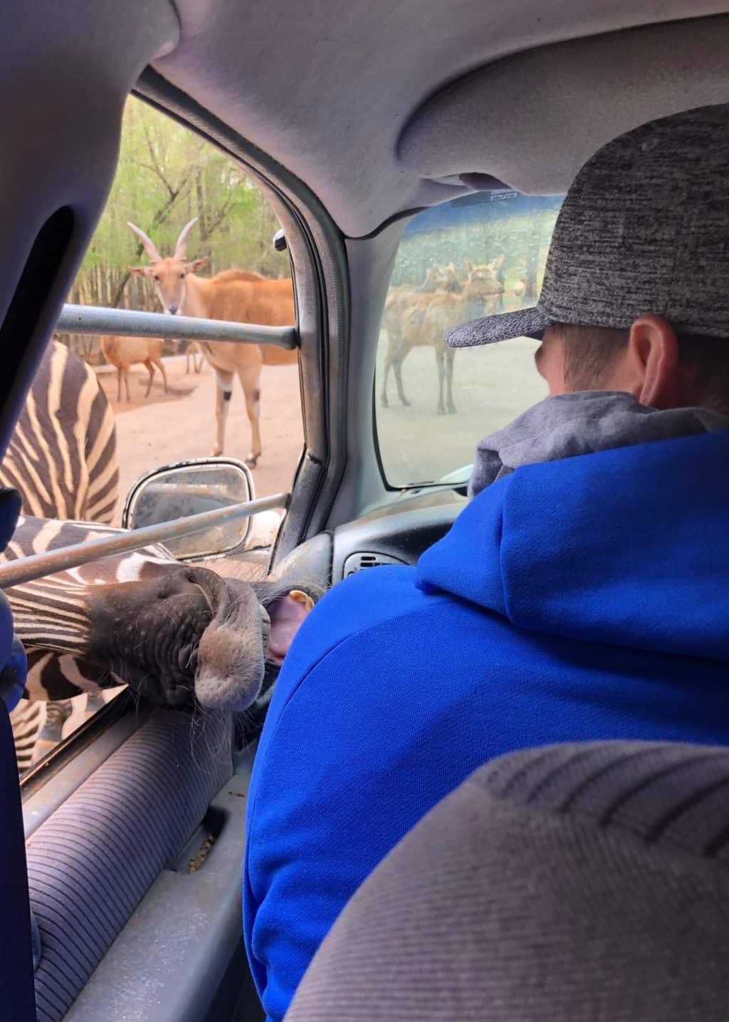 wild animal safari zebras