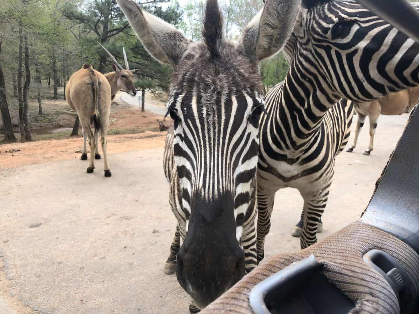 wild animal safari zebras