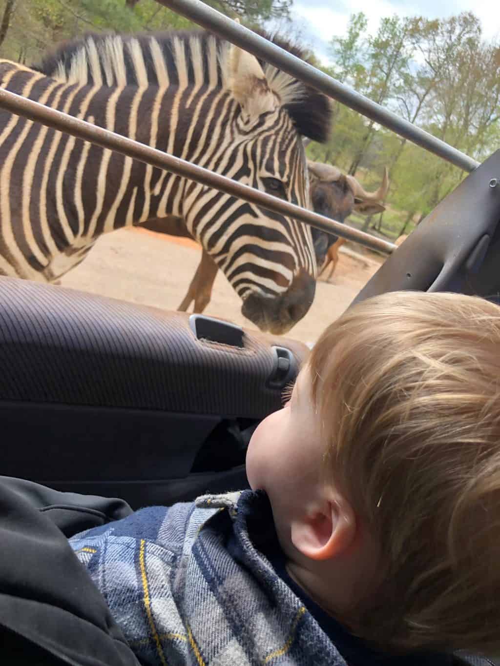 wild animal safari zebras