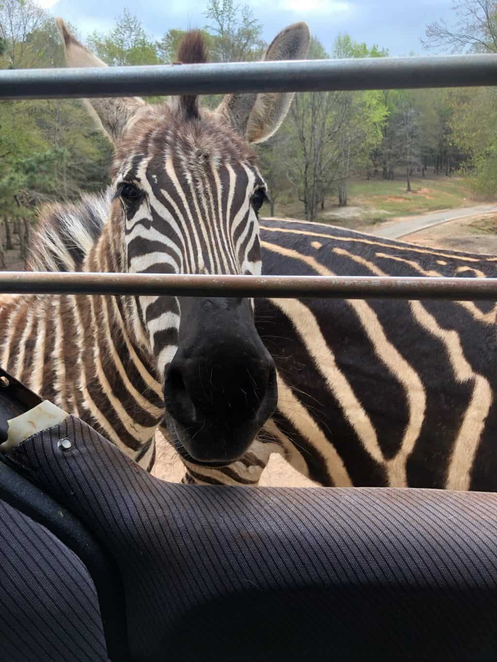 wild animal safari zebras