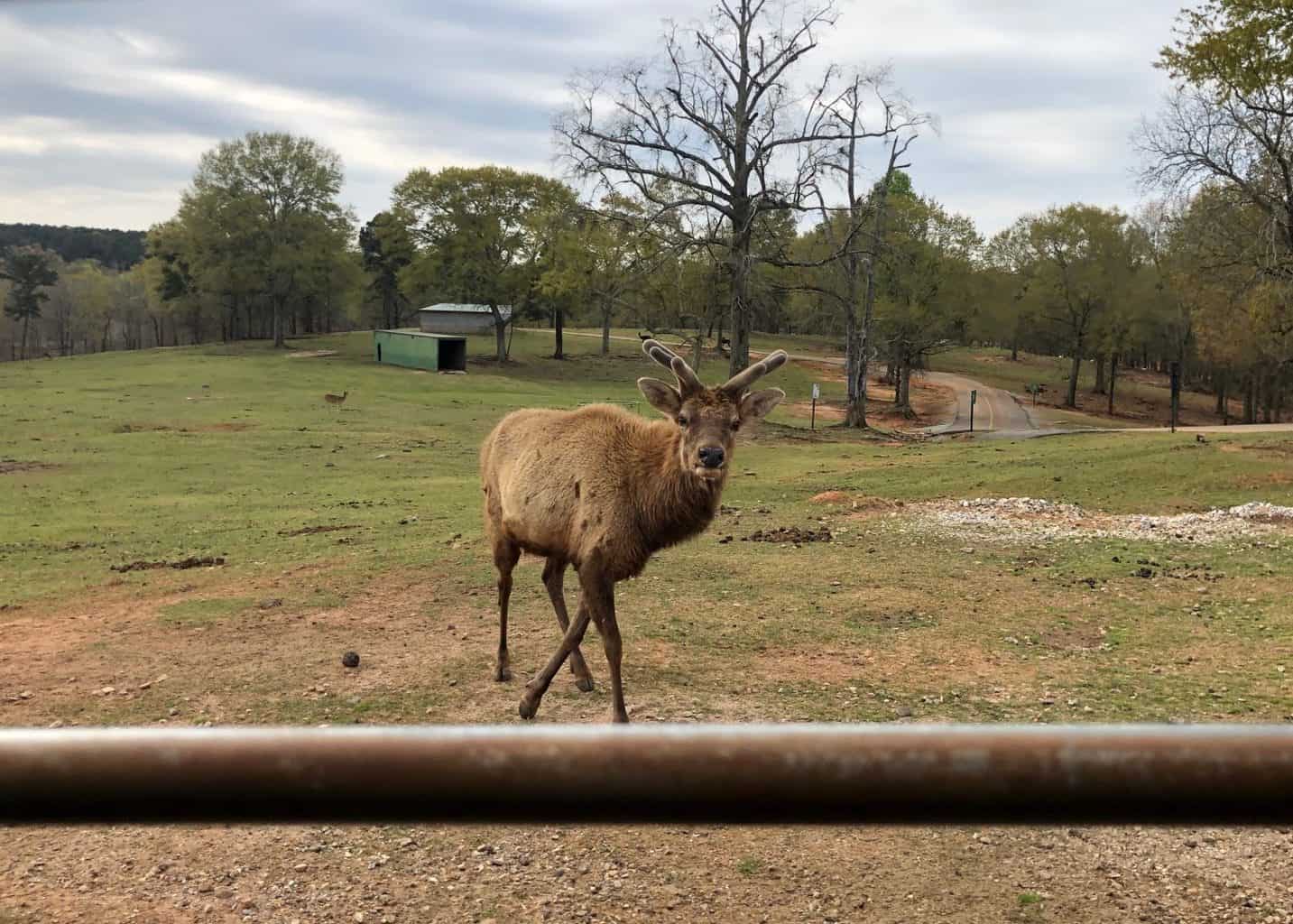 wild animal safari