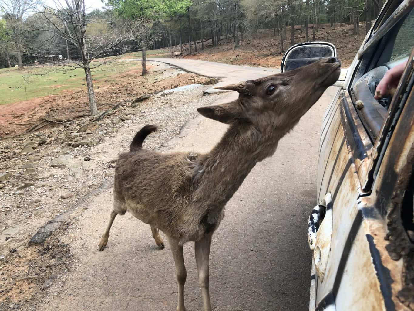 wild animal safari