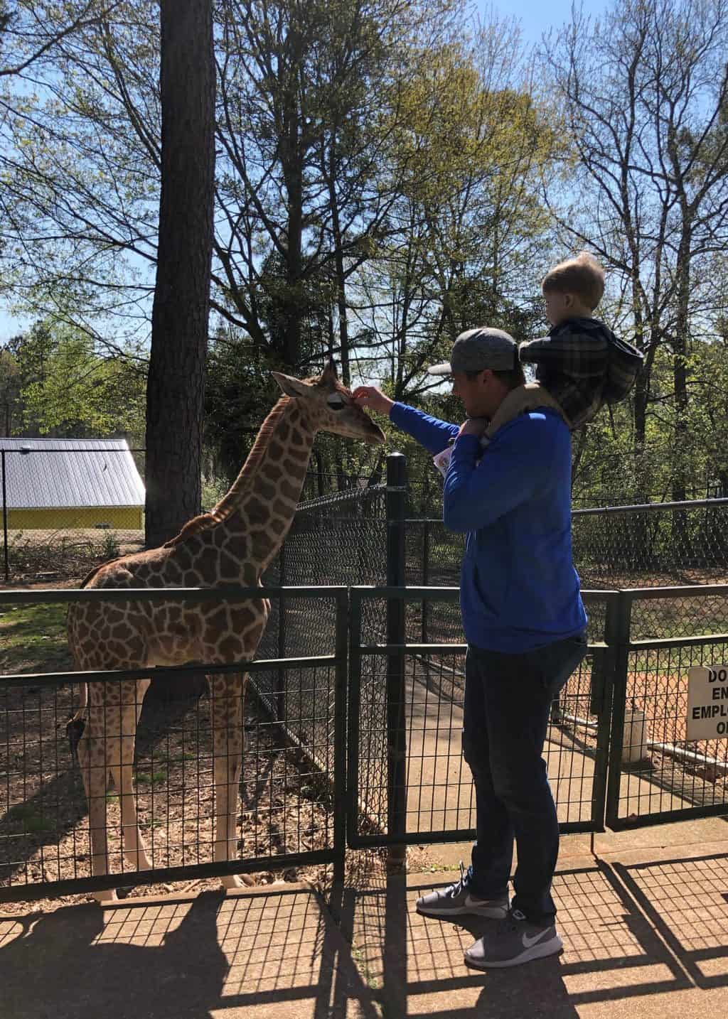 giraffe at wild animal safari 