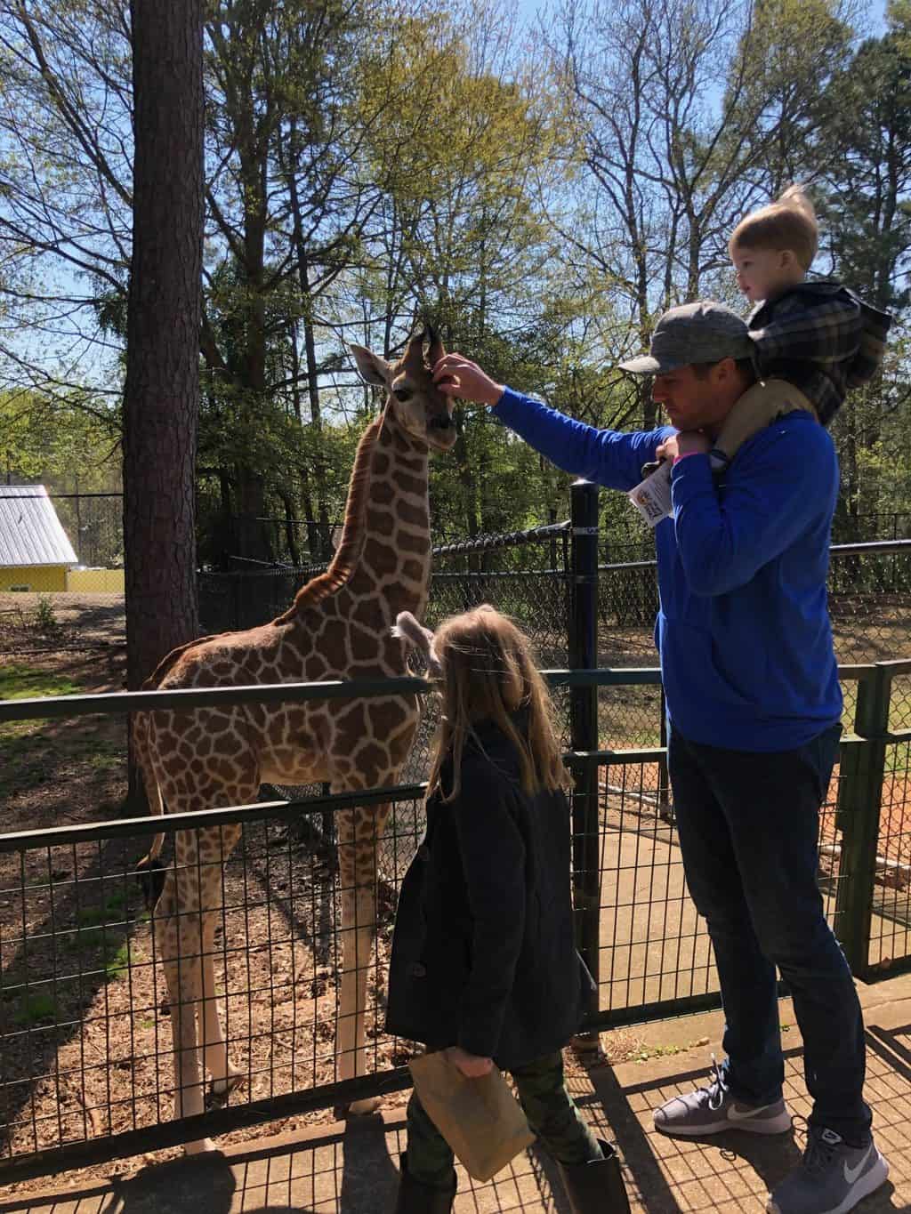 giraffe at wild animal safari 