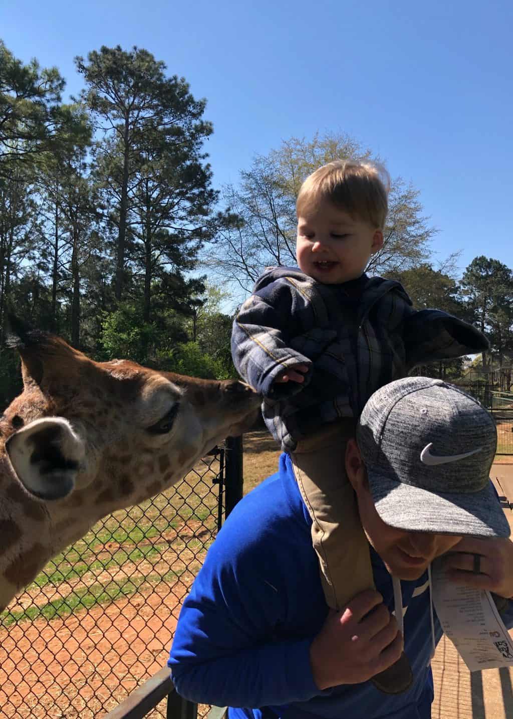 giraffe at wild animal safari 