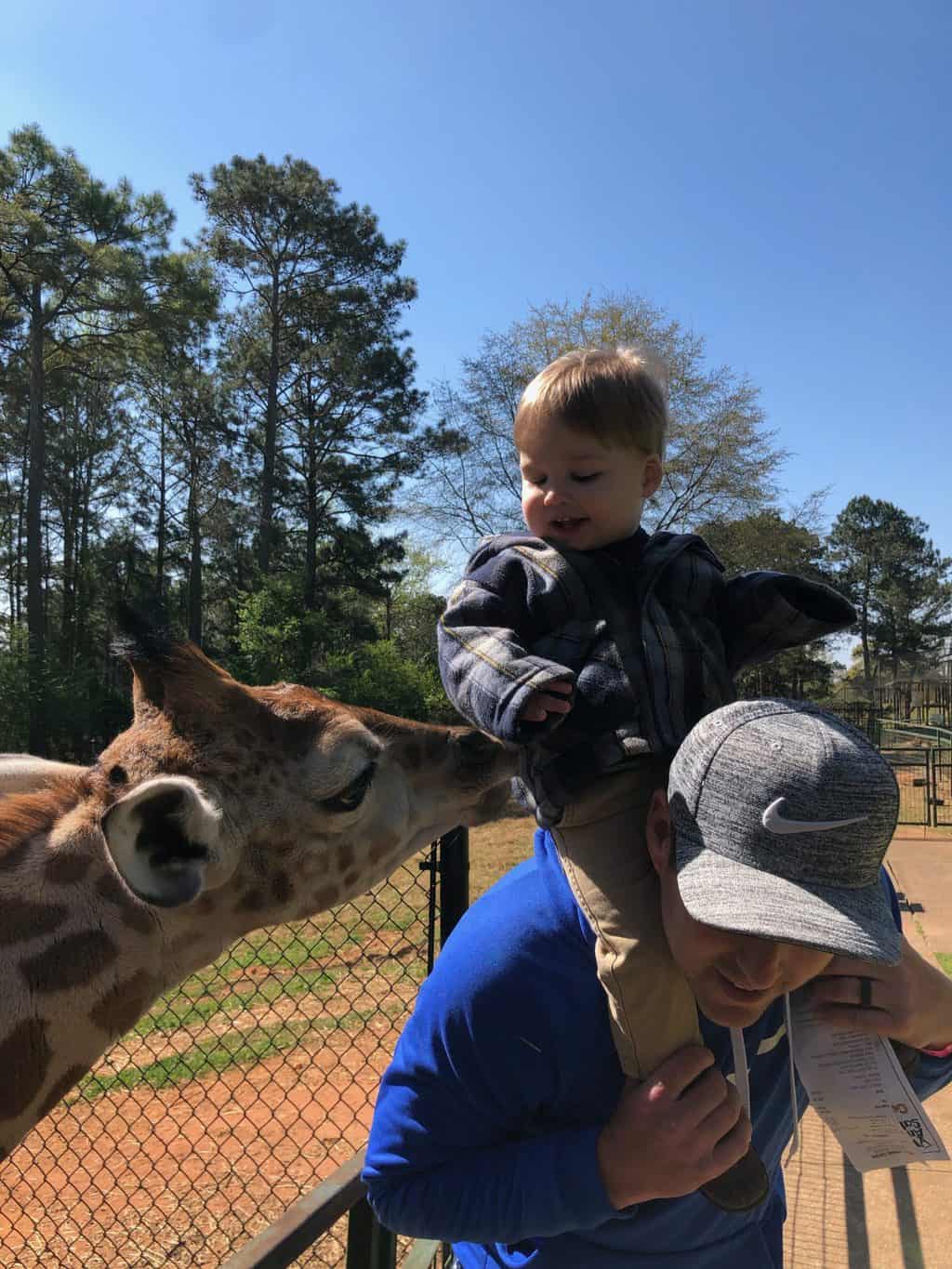 giraffe at wild animal safari 