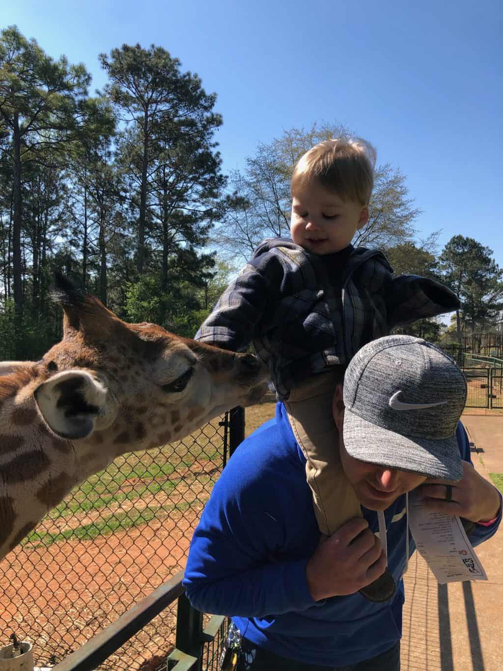 giraffe at wild animal safari 