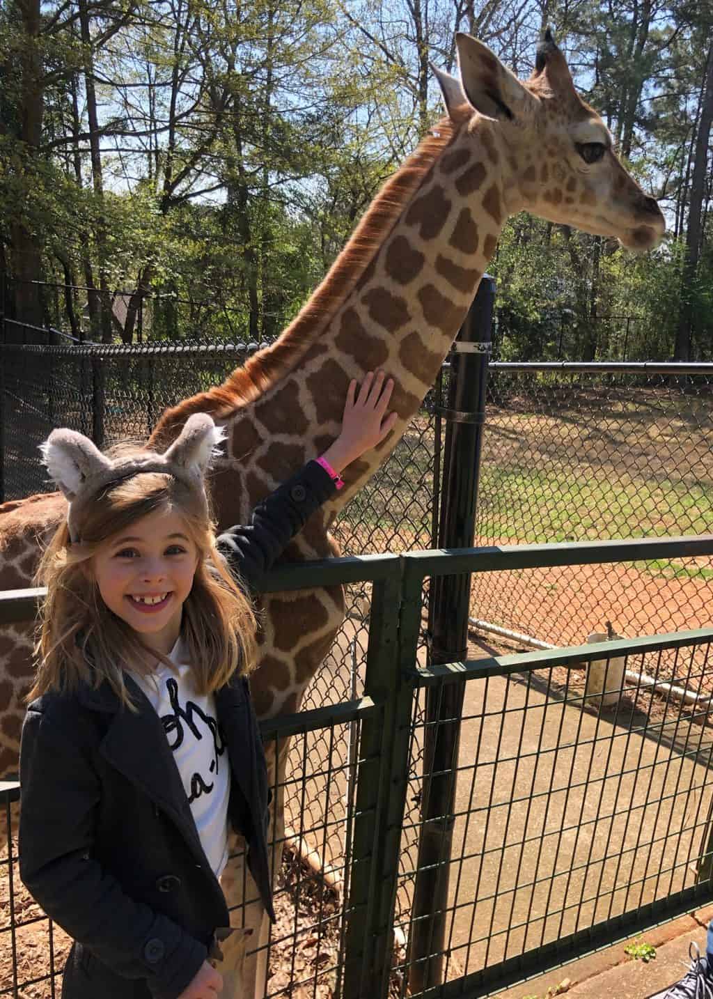 giraffe at wild animal safari 