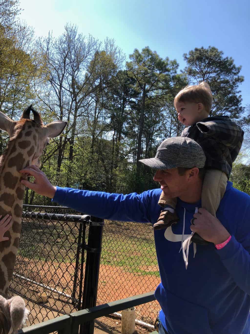 giraffe at wild animal safari 