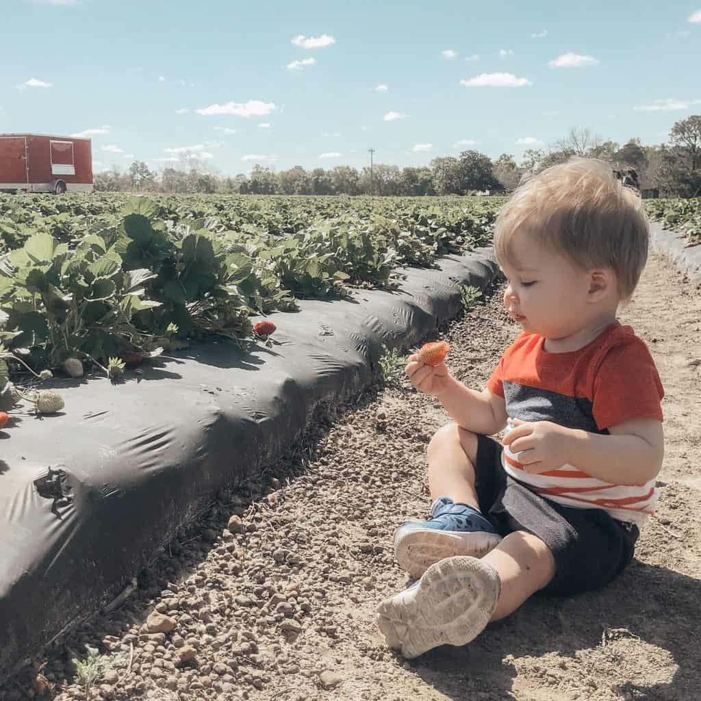 strawberry patch with kids 