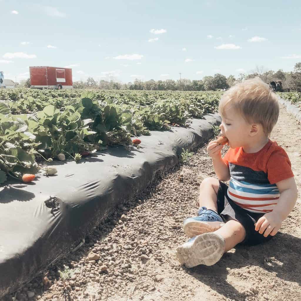 strawberry patch with kids 