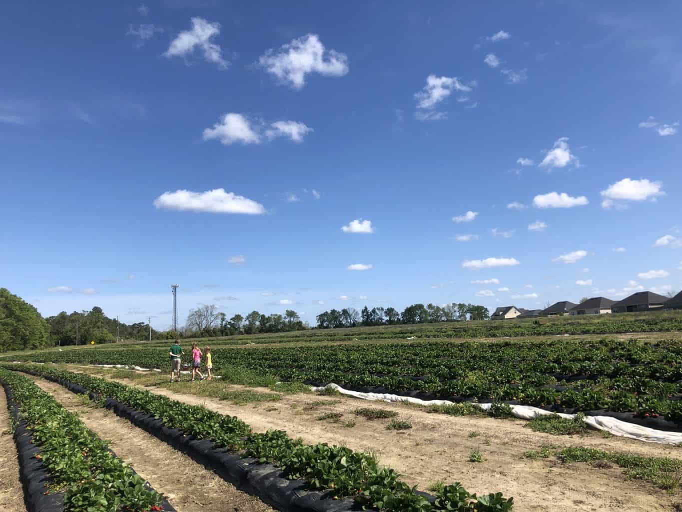 strawberry patch with kids