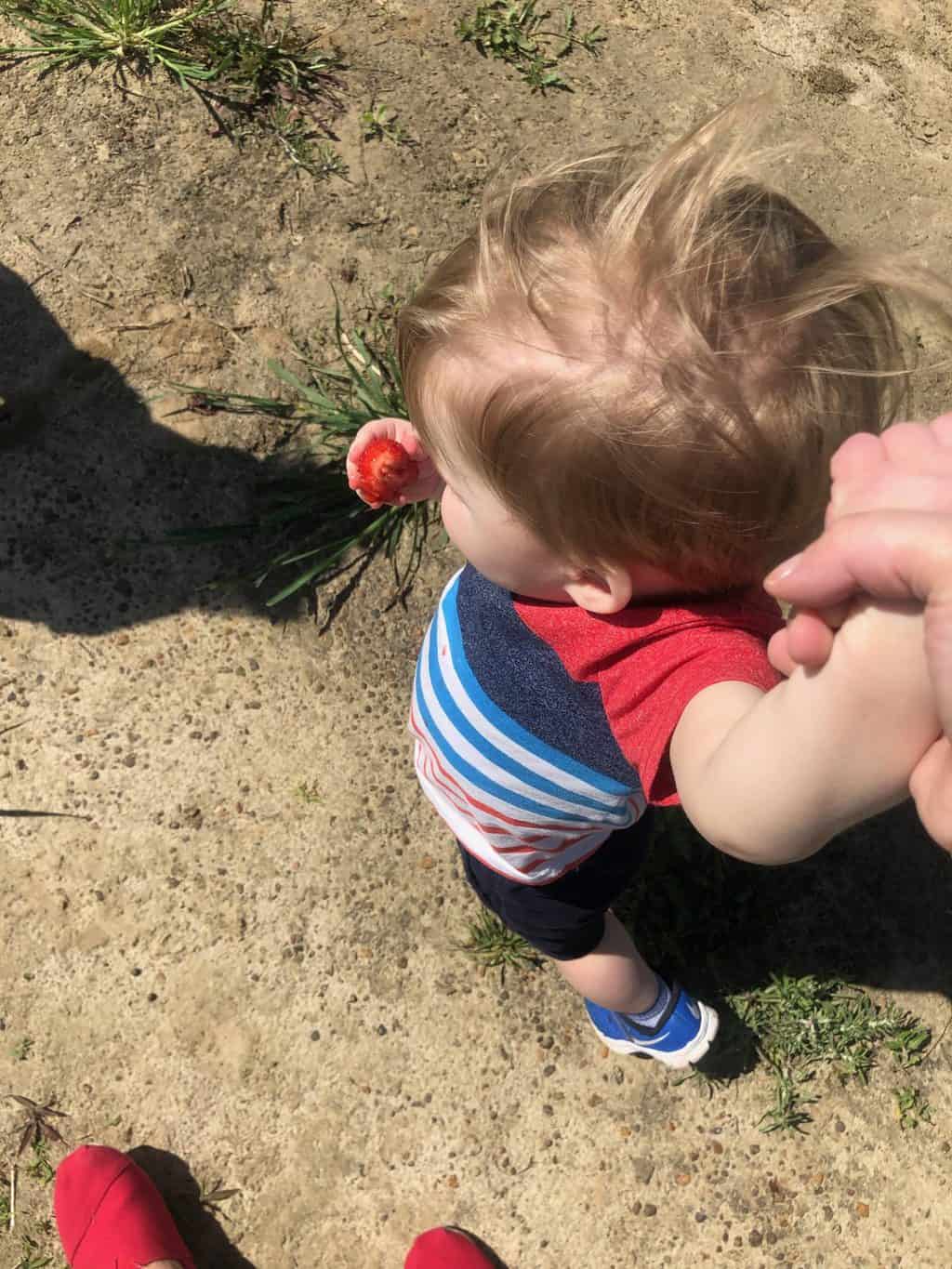 strawberry patch with kids