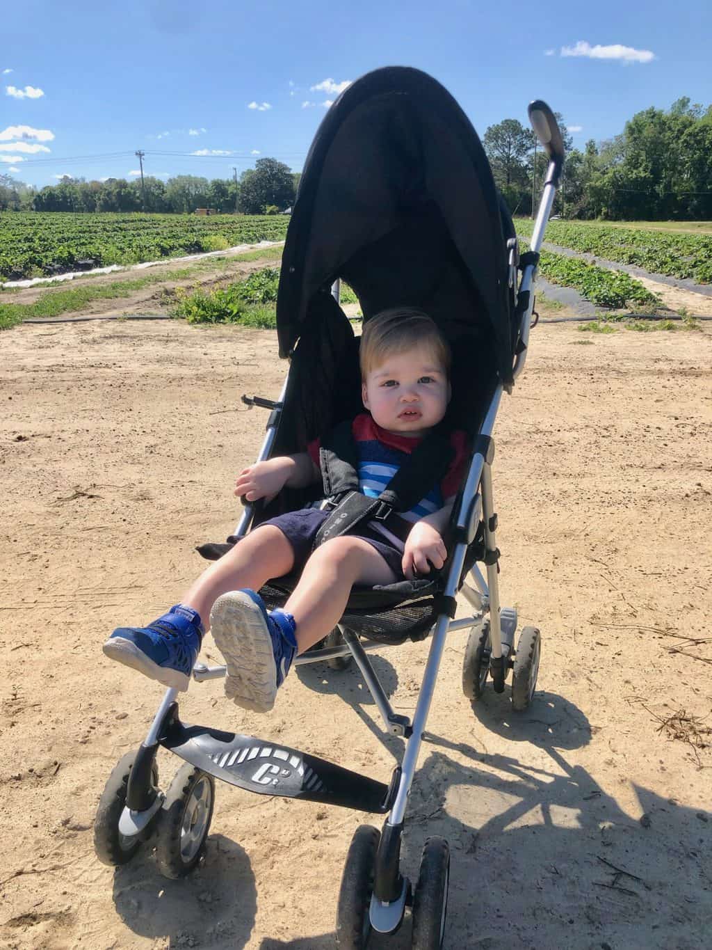 strawberry patch with kids