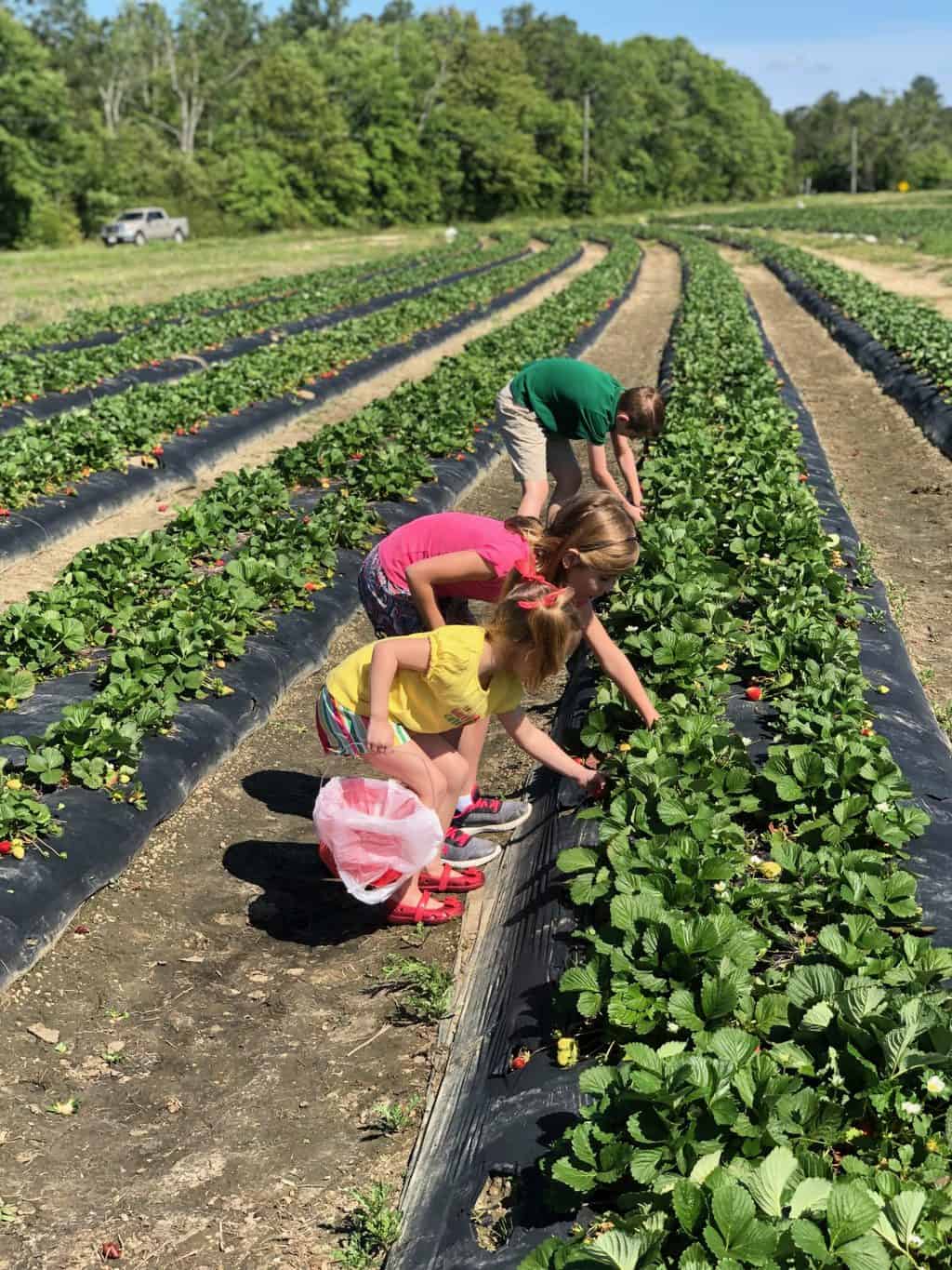 strawberry patch with kids
