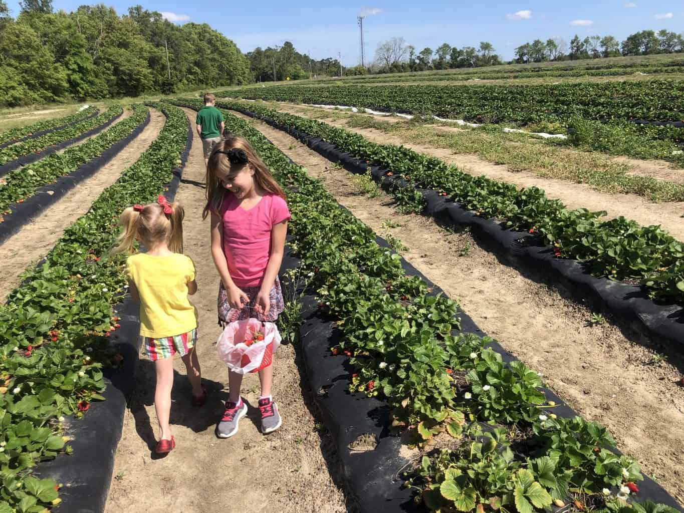strawberry patch with kids