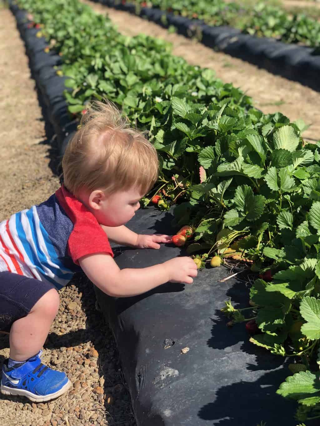 strawberry patch with kids 