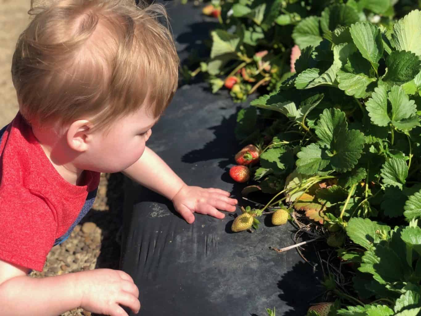 strawberry patch with kids 