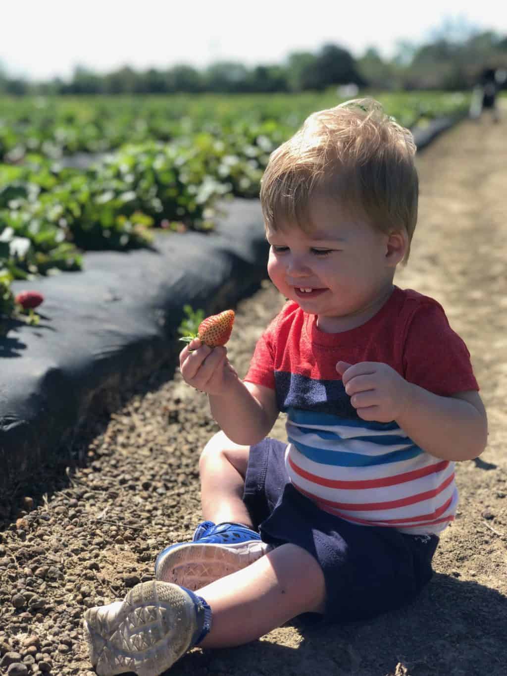 strawberry patch with kids 