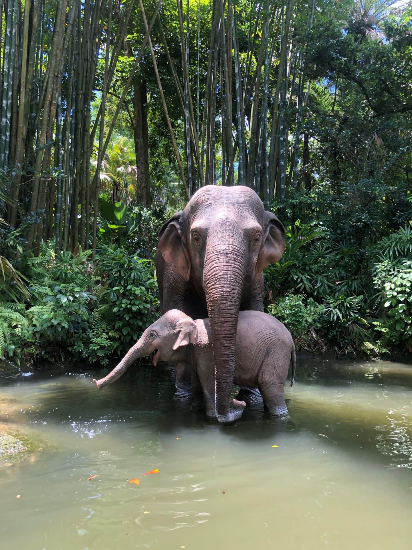 jungle cruise at magic kingdom