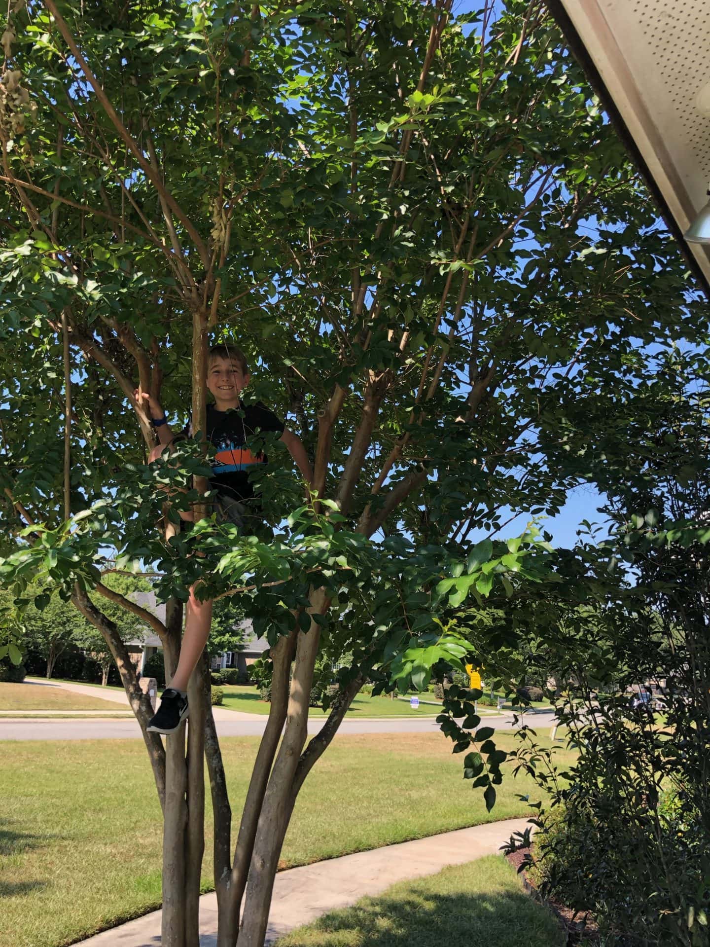 child in tree