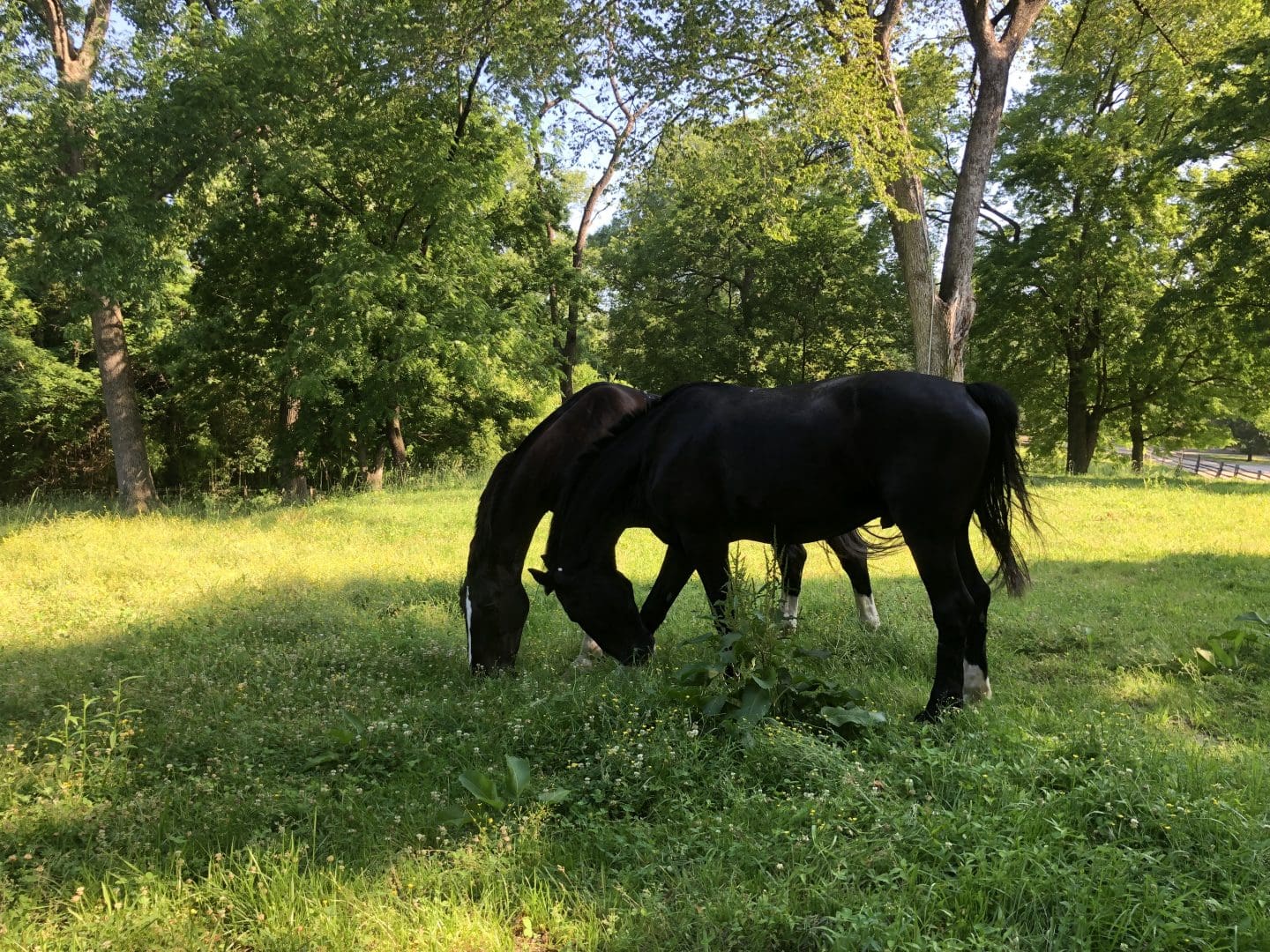 walking though paths along Colonial Williamsburg