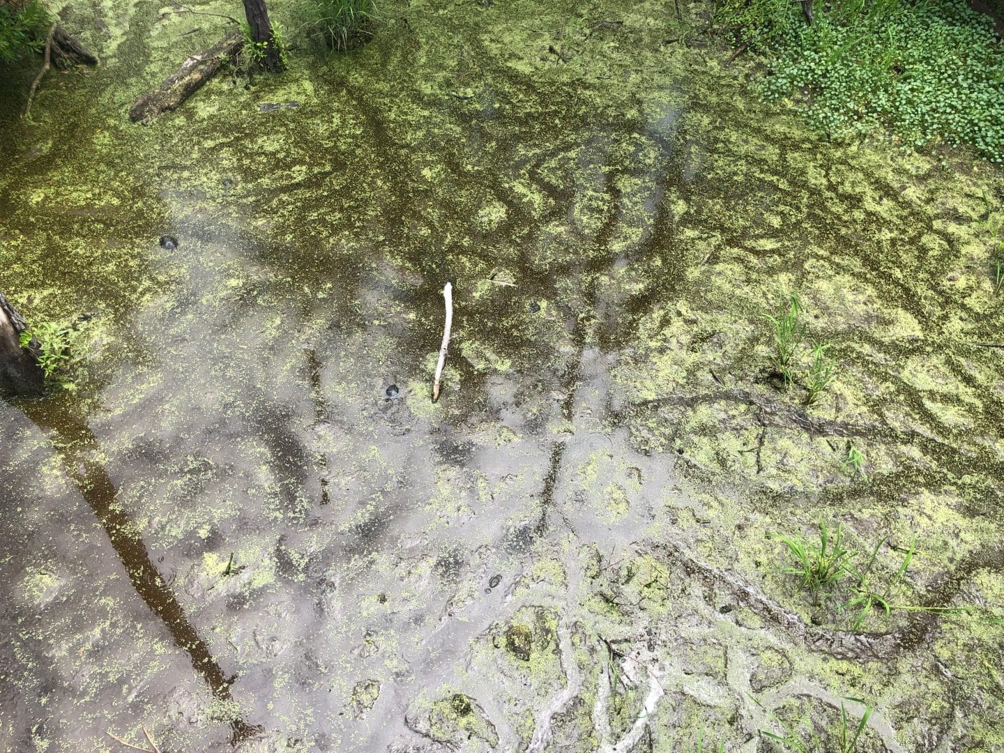 swamp at historic Jamestown in Virginia