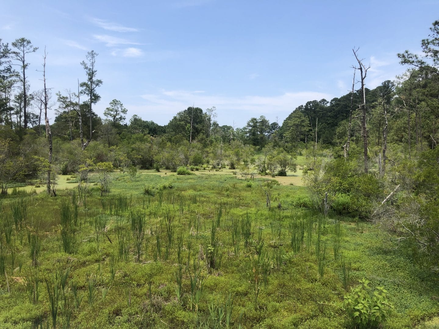 swamp at historic Jamestown in Virginia