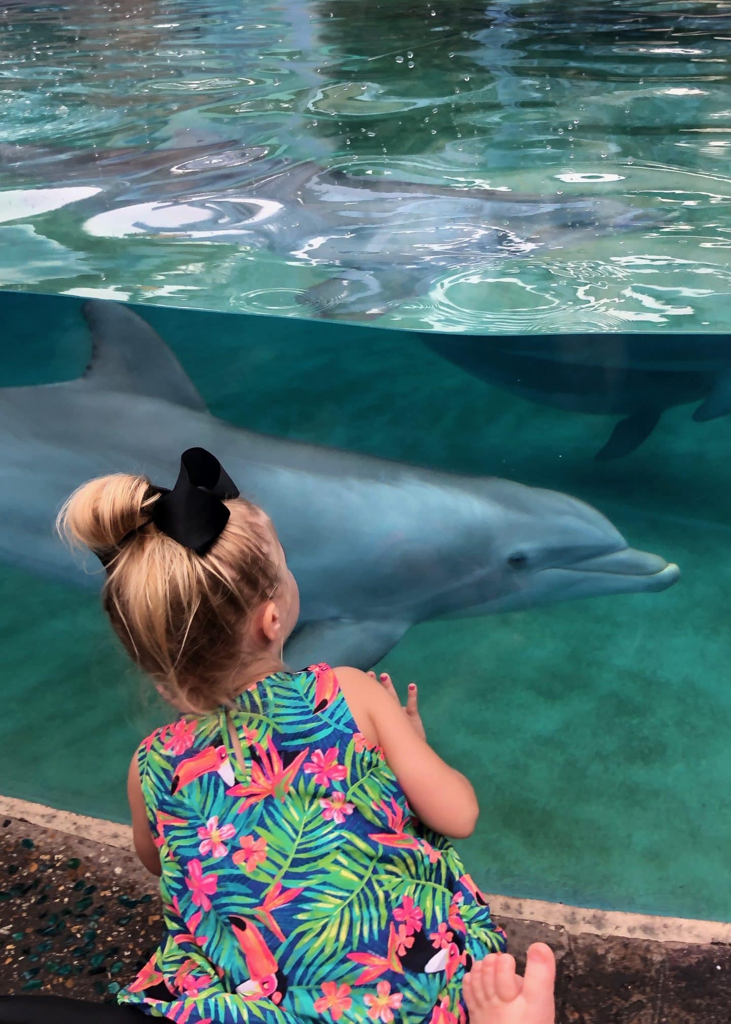 visiting the dolphins at sea world