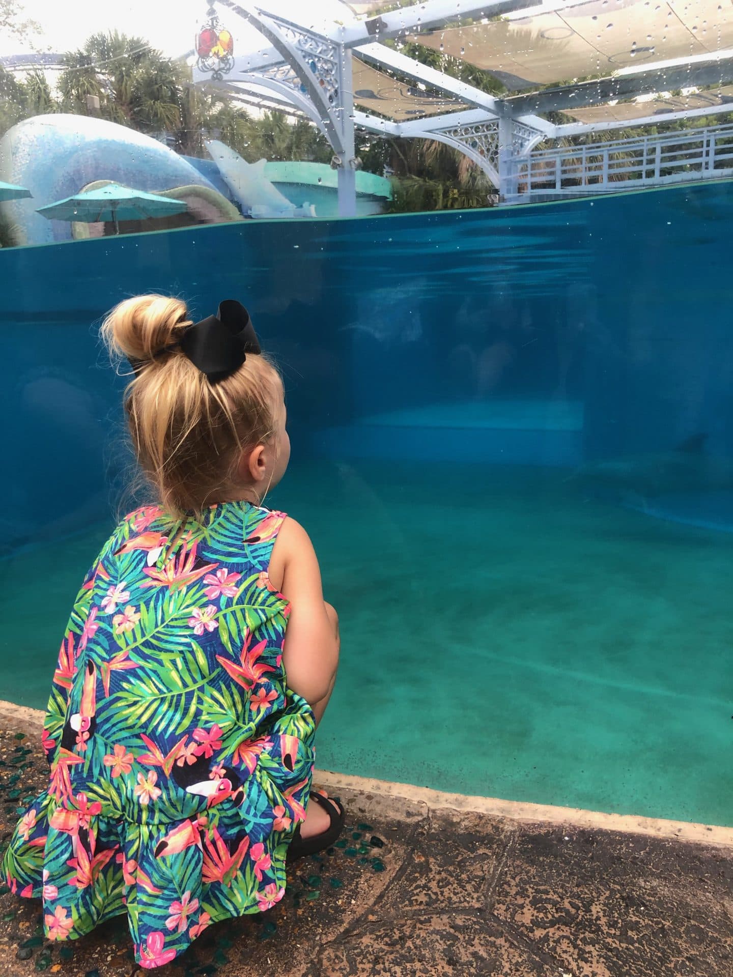 visiting the dolphins at sea world