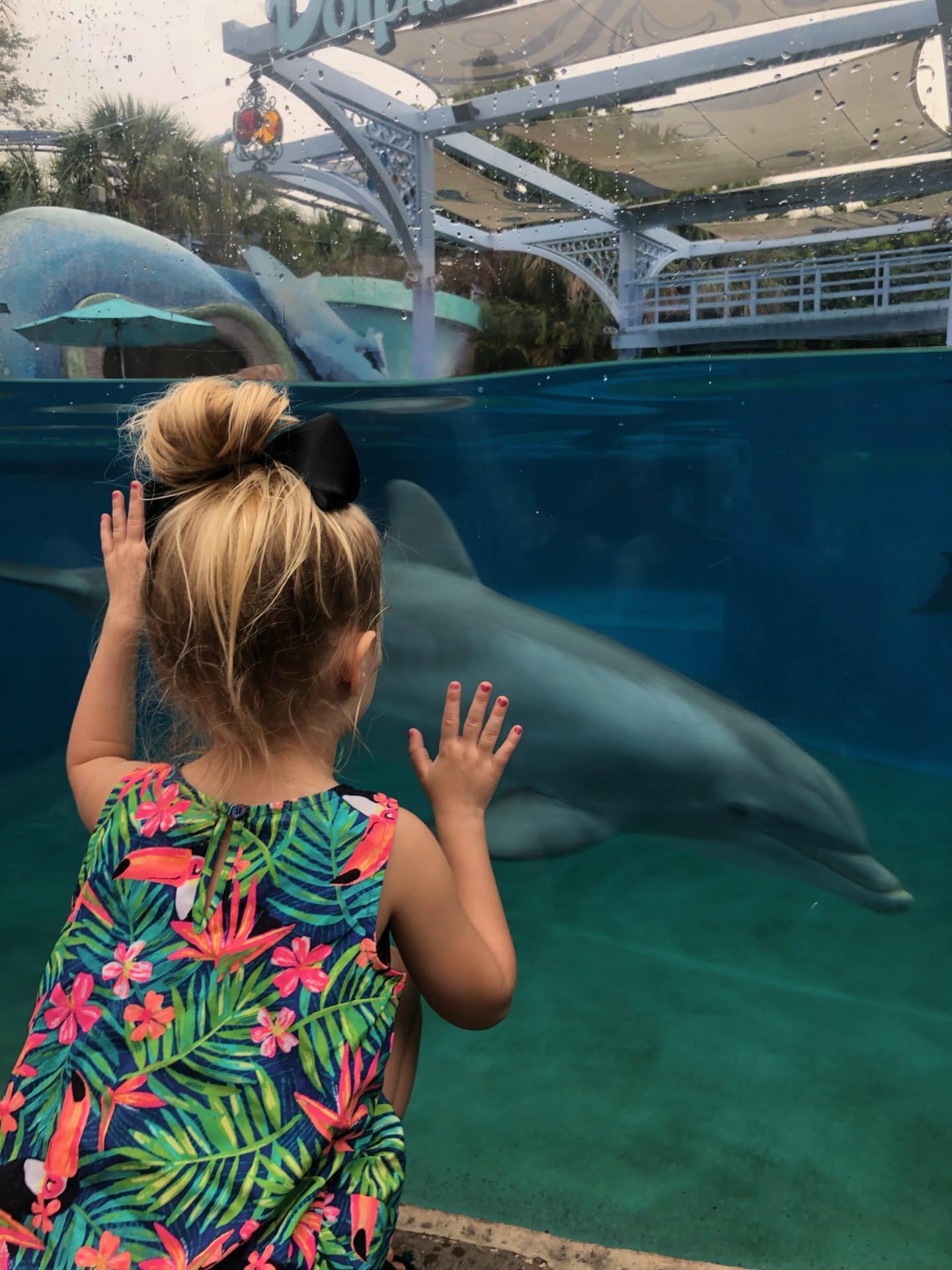 visiting the dolphins at sea world