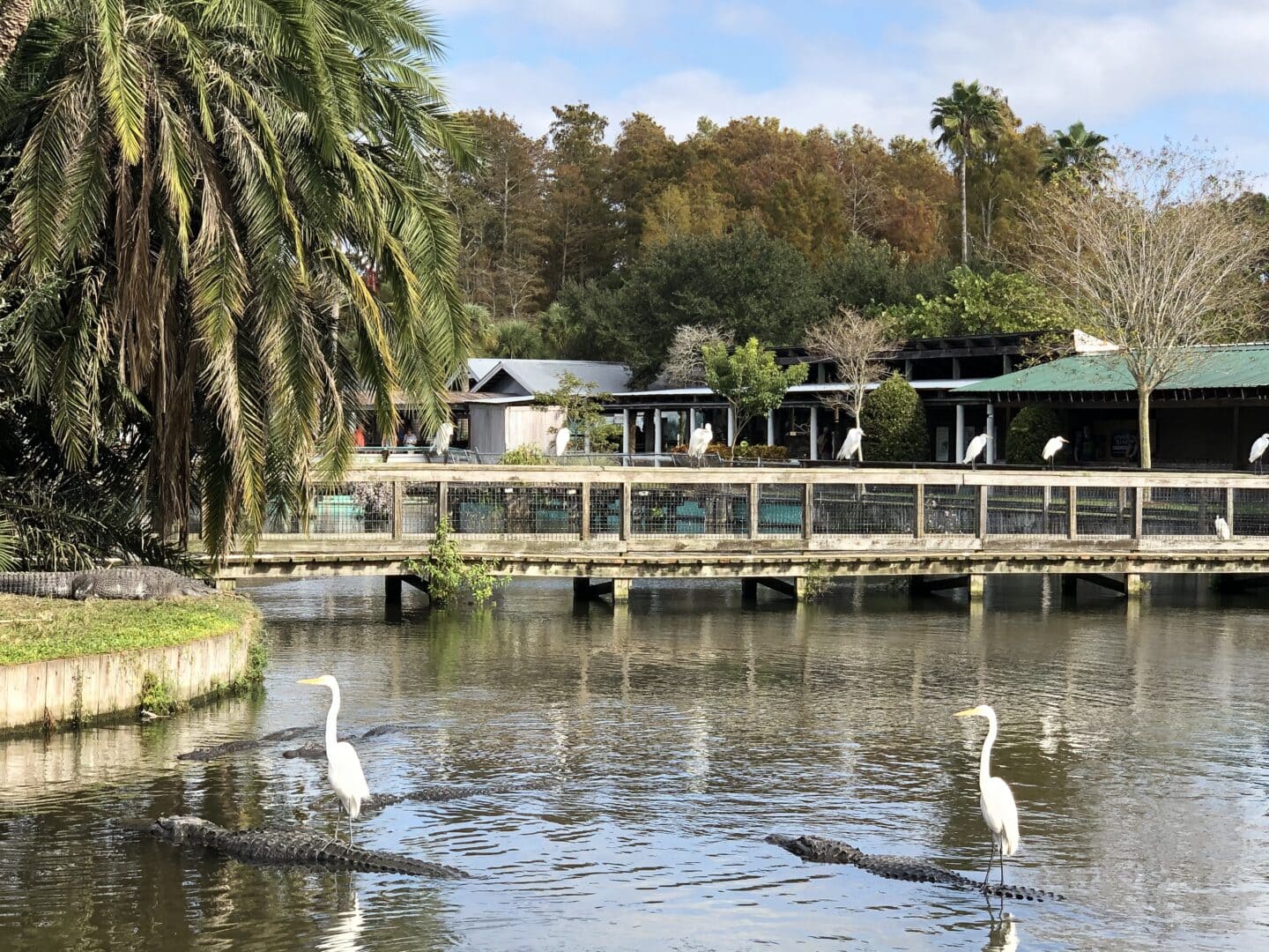 visiting gatorland ziplining in orlando florida